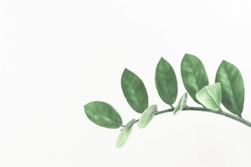 branch of leaves on white background